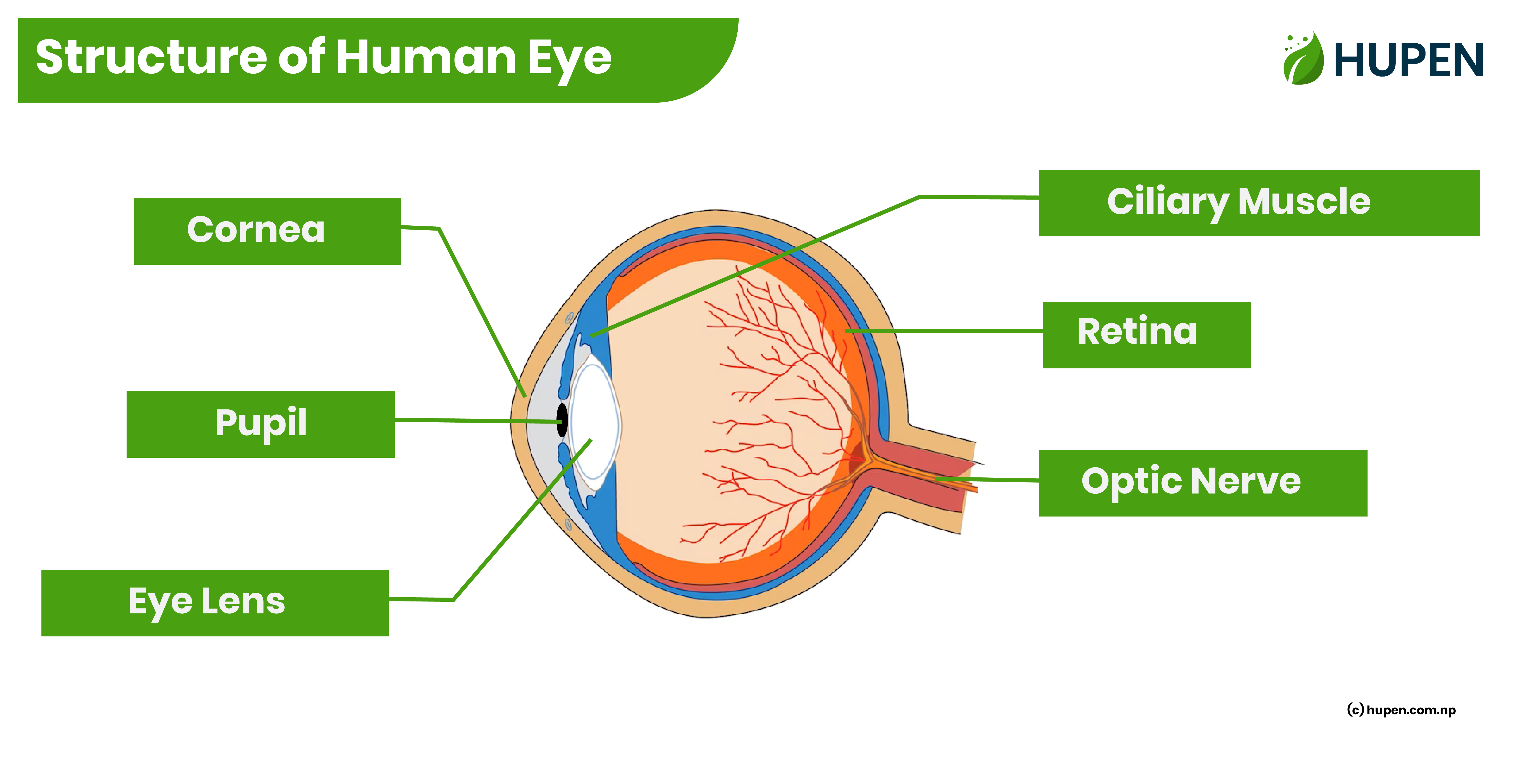 Structure of Human Eye – Different Parts and Functions