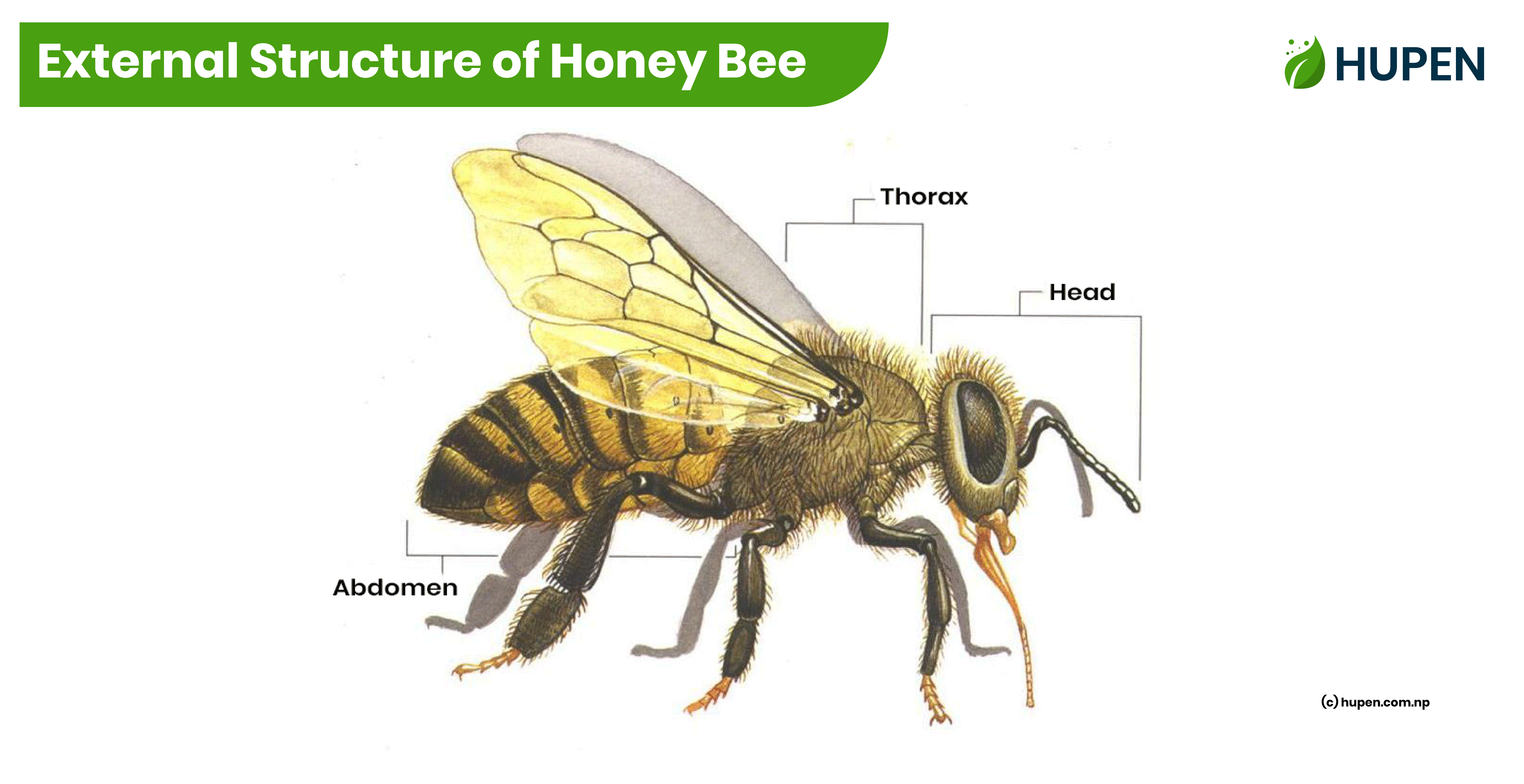 The Buzz About Beekeeping: A Dive into Apiculture